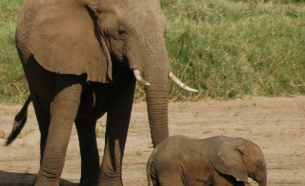 Днес е Световният ден за защита на слоновете