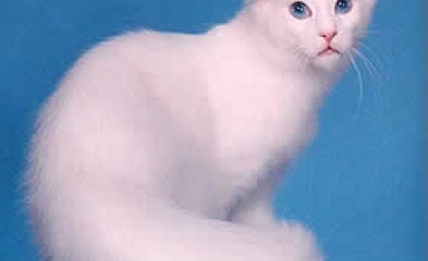 Екзотични котки дефилират във Варна