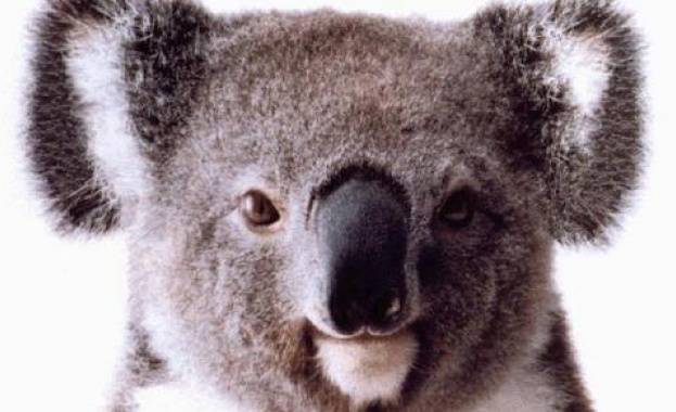 Австралия: Учените откриха тайната на ръмжащите коали 