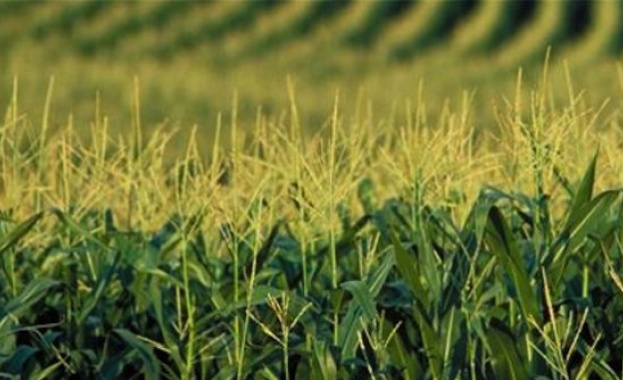 Ферма край Чикаго днес открива за посещения най големия лабиринт в