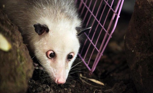 Почина любимецът на Германия - опосумът Хайди