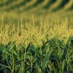 "Най-големият лабиринт в царевично поле" е посветен на 60-годишнината на Джеймс Бонд