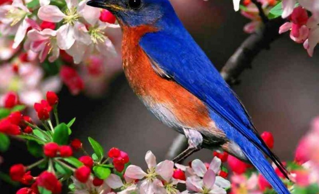 Европейските дни на птиците в София