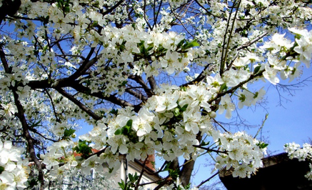 Ябълки с цвят и плодове в община Невестино 
