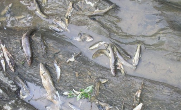 Мъртва риба изплува край кърджалийското село Китница