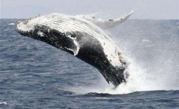 Нова Зеландия протестира срещу убиването на китове 