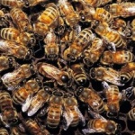 Отвлякоха 2 милиона пчели в Швеция