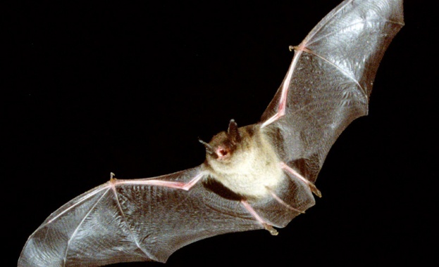 Европейската нощ на прилепите в Пловдив 