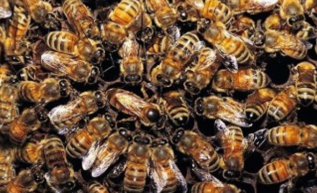 Отвлякоха 2 милиона пчели в Швеция