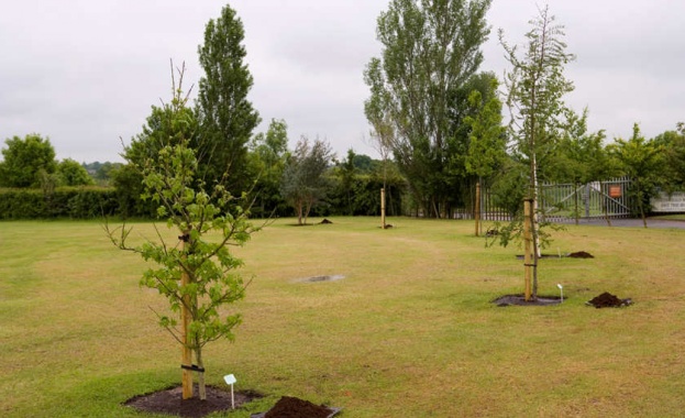 Общо 1700 дървета ще засади тази пролет Столична община. Те