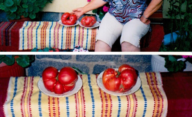 Домати рекордьори отгледаха в Банско	