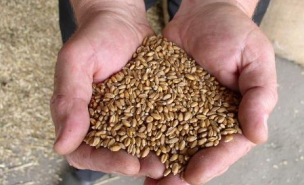 Започва интервенционното изкупуване на пшеница