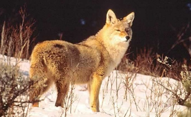 Южнокорейските учени за първи път в света клонираха койот