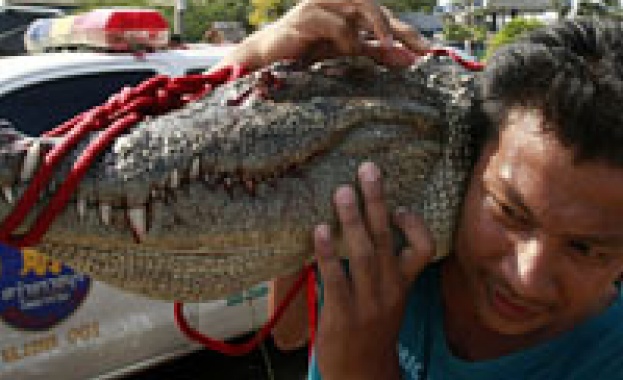 Крокодили се разхождат в наводнения Банкок