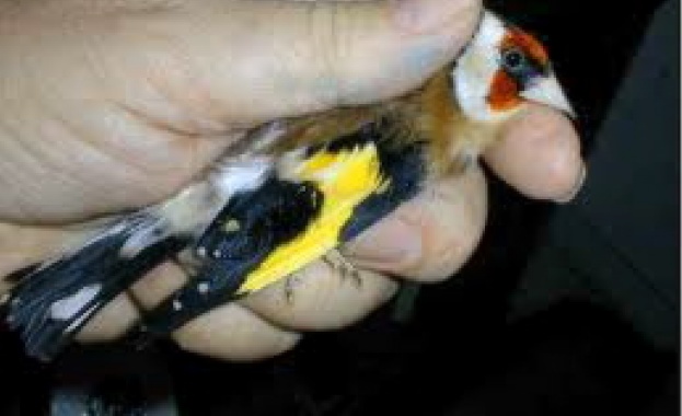 Полицията удари групи за лов на диви пойни птици в Бургас