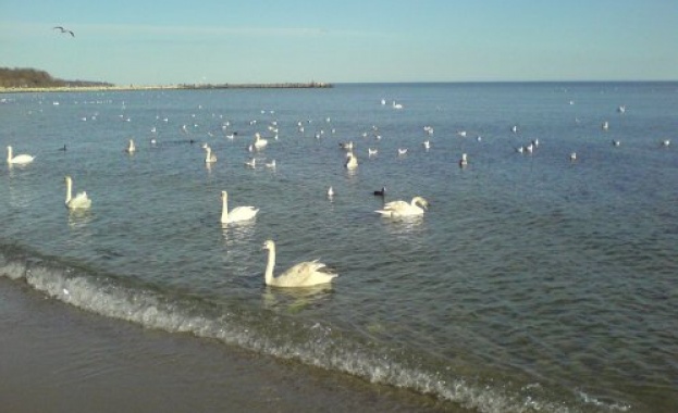 Лебеди станаха атракция за варненци  