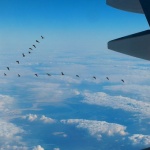 3 октомври - Европейският ден на птиците