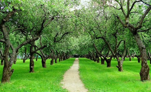 Мъж унищожи ябълковата градина на свой съселянин