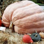 Село Горски извор – царството на тиквите