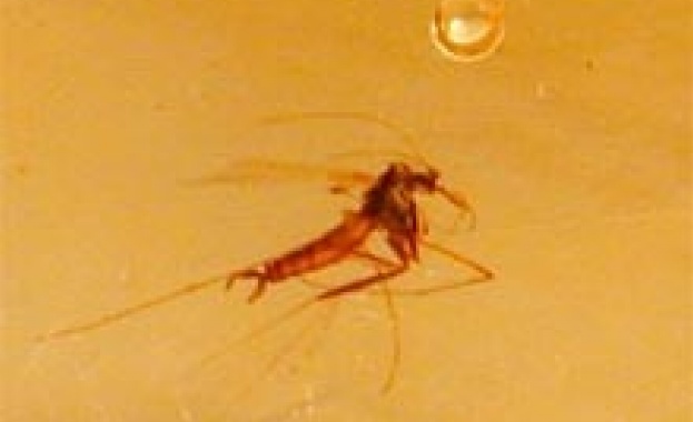 Маларията е по-древна от човечеството, твърдят епидемиолози