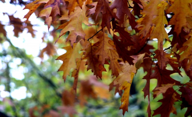 В петъчния ден ще ни радва слънчево и почти тихо време  