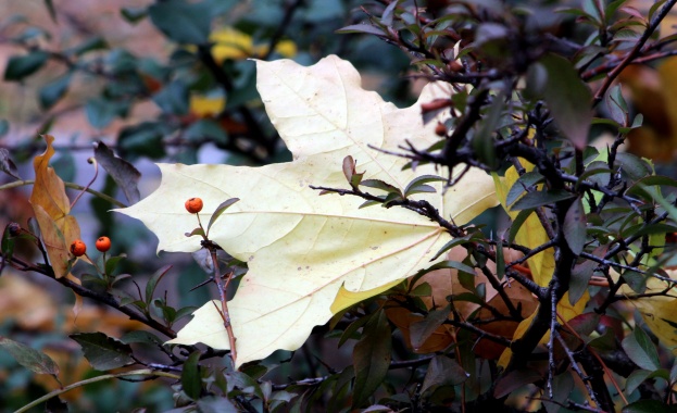 Слънчев четвъртък с максимални температури между 8 и 13°  