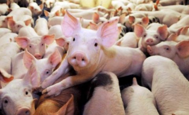 Африканска чума по свинете заплашва България