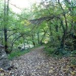 Обсъждат горските мерки от ПРСР на семинар в Тетевен  