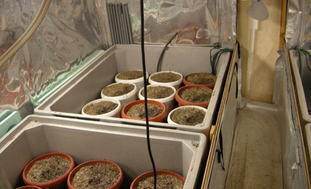 Иззеха саксии с канабис от частен дом в Поморие