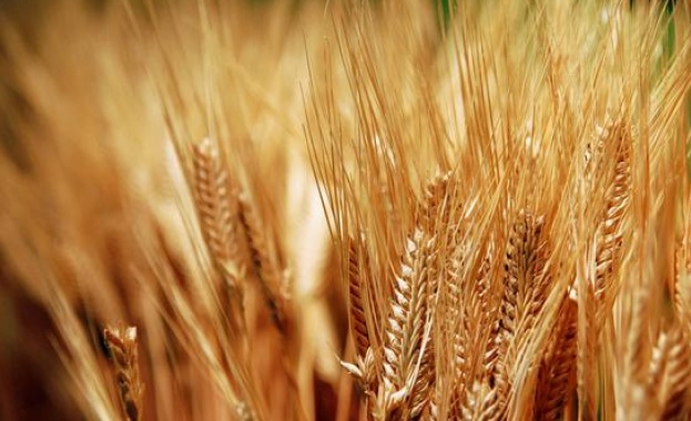 Досега индийските фермери са засели пшеница и рапица на близо