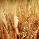 Цените на основни зърнени стоки се повишават на световните борси през седмицата