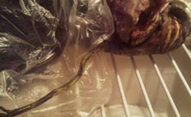 Две години пенсионерка пази в хладилника си тяло на извънземно