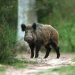 Зам.-министър Събев: МЗХГ предприема стъпки за съхранение и развитие на уникалната порода  „Източнобалканска свиня“
