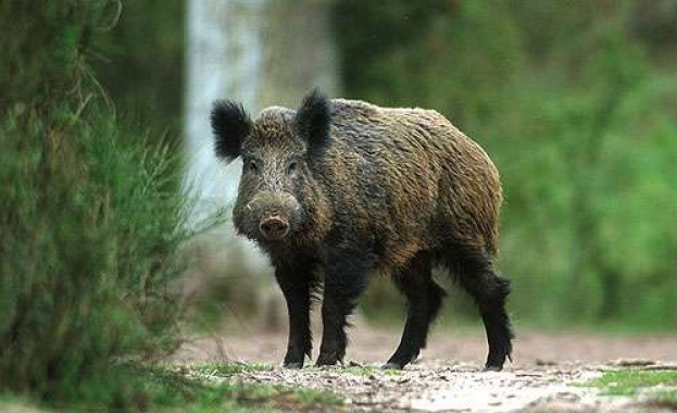 Източнобалканската свиня е уникален за България биологичен вид който трябва