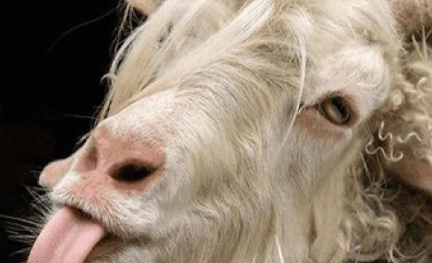 Коза-сърфистка  стана звезда на калифорнийските плажове 