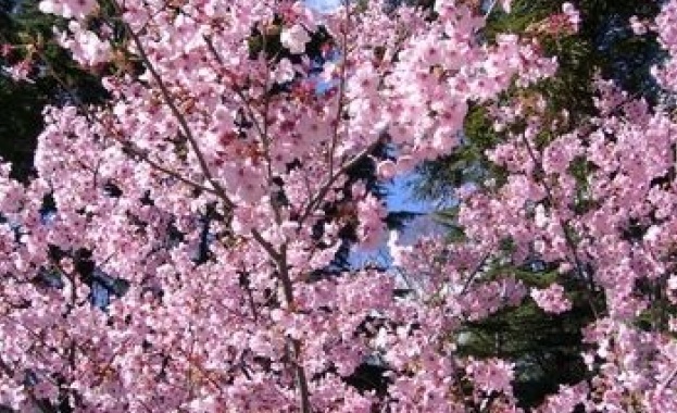 В Ню Йорк разцъфна сакурата 