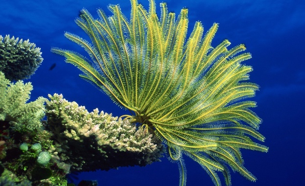 Австралия създава най-големият морски резерват 