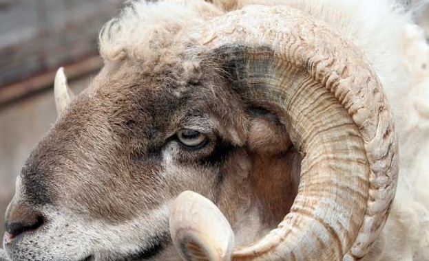 Овен уби 74 - годишна женa