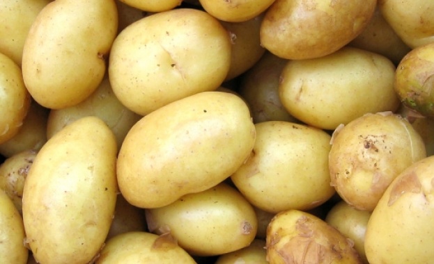 Гърците локализирали заразата от рак по картофите