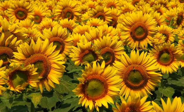 1.38 тона е добивът от маслодаен слънчоглед