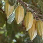 Eвропа преработва най-много какао от почти 20 години насам