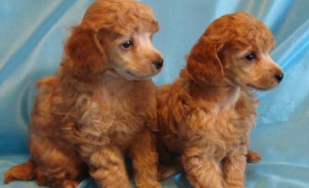 В японската полиция „назначиха” той-пудели 