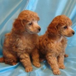 Пудел се е заразил с британския вариант на COVID-19 в Испания