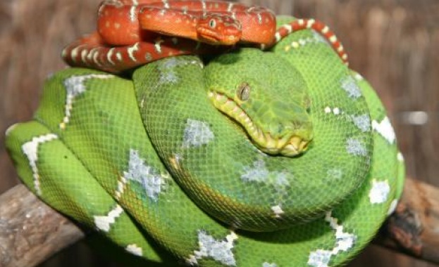 Физиотерапевтът Сафват използва неотровни змии с различни размери за релаксиращо
