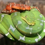 СПА център предлага масаж със змии