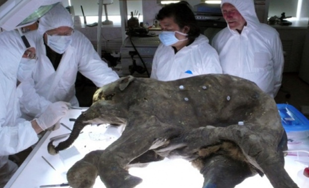 Учените може да клонират мамут