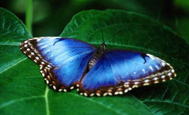 Регионалният природонаучен музей организира двудневен фестивал на пеперудите на 18