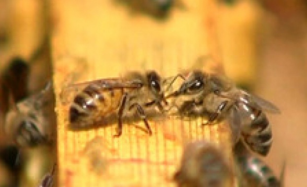 Стартира приемът на документи по програма „Пчеларство”