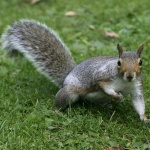 Катерица опустоши дома на американско семейство (видео) 