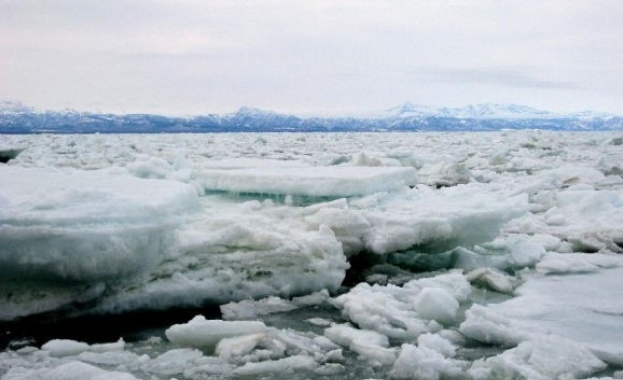 Китове са в леден плен в Берингово море 